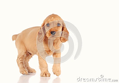 sad puppy dog isolated on the light background Stock Photo