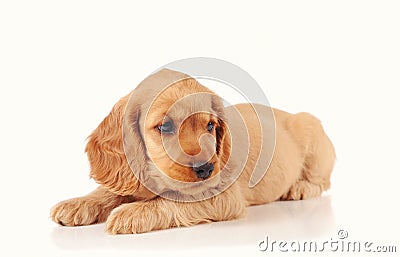 sad puppy dog isolated on the light background Stock Photo