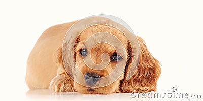 sad puppy dog on the light background Stock Photo