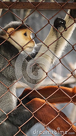 Sad red-shanked douc, five colors endanger monkey in cage Stock Photo