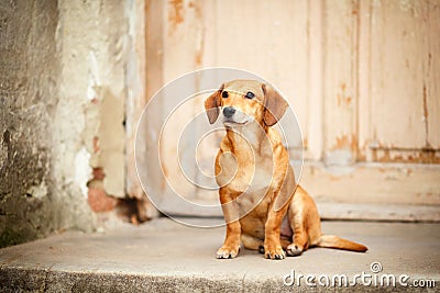 Sad, scared and despairing, abandoned small dog sitting at the front door of a deserted, almost demolished house Stock Photo