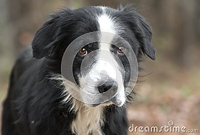 Sad senior black and white male Border Collie mix breed dog outside on leash Stock Photo
