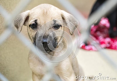 Sad Shepherd puppy at dog pound animal shelter for adoption Stock Photo