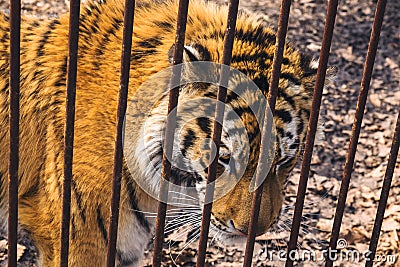 Sad Siberian Amur tiger behind rusty cage Stock Photo