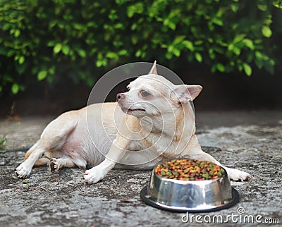 Sad or sick Chihuahua dog get bored of food. Chihuahua dog lying down by the bowl of dog food and ignoring it. Stock Photo