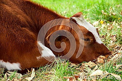 Sad and sick cattle, brown and white cow Stock Photo