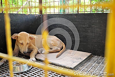 Sad and sick dog ignoring food inside a dark cage with copy space. Pet dog loss appetite, not eating and stress concept. Stock Photo