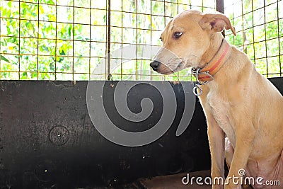 Sad and sick dog ignoring food inside a dark cage with copy space. Pet dog loss appetite, not eating and stress concept. Stock Photo