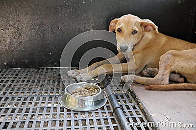 Sad and sick dog ignoring food inside a dark cage with copy space. Pet dog loss appetite, not eating and stress concept. Stock Photo