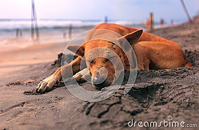 Sad stray dog sleeping on the beach Stock Photo