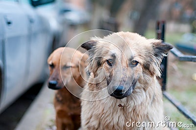 Sad stray dogs Stock Photo