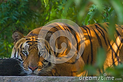 Tiger Stock Photo