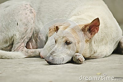 Sad tired sleepy white dog Stock Photo