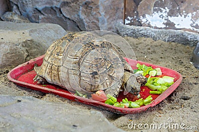 Sad turtle eating various vegetables in captivity Stock Photo