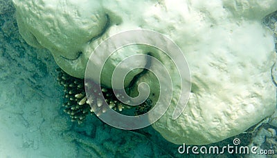 Sad view of bleaching corals Stock Photo