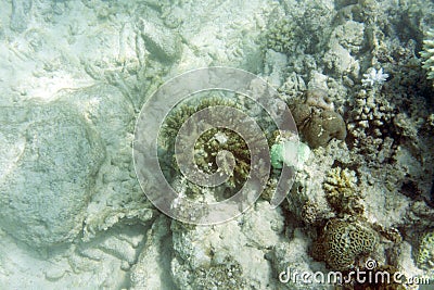 Sad view of bleaching corals Stock Photo