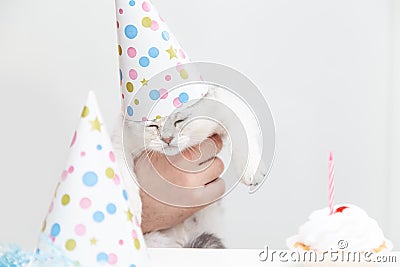 Sad white cat in a festive hat with a birthday cake on a light background Stock Photo