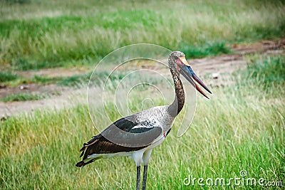 Saddle- billed Stork bird in Kenya, Africa Stock Photo