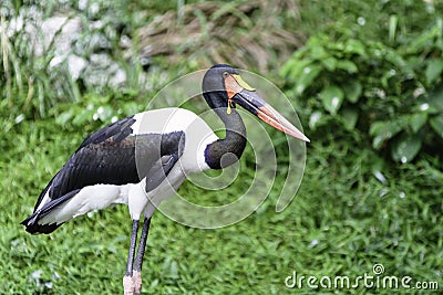 Saddle-billed Stork Stock Photo