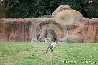 The Saddle-billed Stork or Saddlebill,Ephippiorhynchus senegalensis, a large Wading Bird in the Stork Family Stock Photo