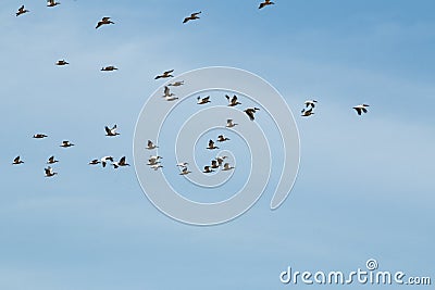 Saddle billed storks flying in a blue sky background Stock Photo
