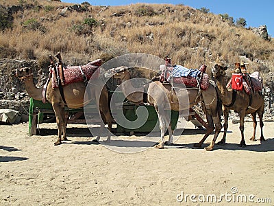 Saddle camels ready for cargo in Turkey Editorial Stock Photo