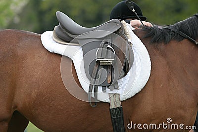 Saddle on Horse Stock Photo