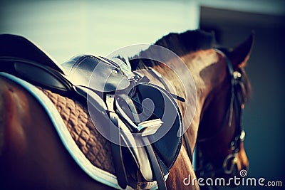 Saddle with stirrups Stock Photo