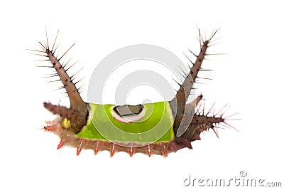 Saddleback caterpillar Stock Photo