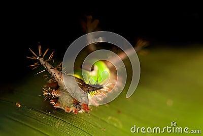 Saddleback caterpillar Stock Photo