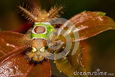 Saddleback Caterpillar Stock Photo