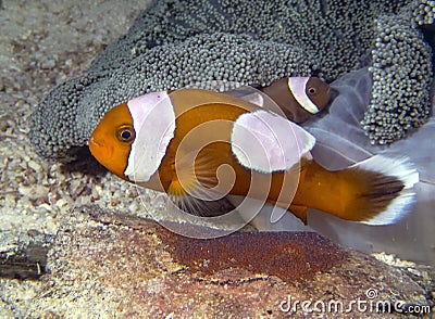 Saddleback Clownfish Amphiprion polymnus looking after their eggs Stock Photo