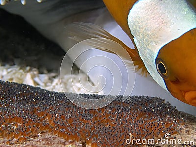 Saddleback Clownfish Amphiprion polymnus looking after their eggs Stock Photo