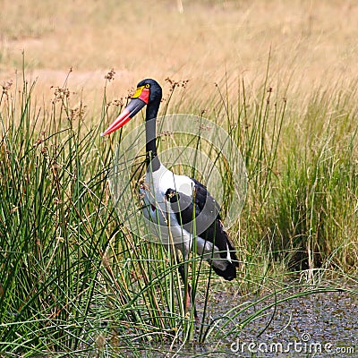 Saddleback Crane, Zimbabwe, Hwange National Park Stock Photo