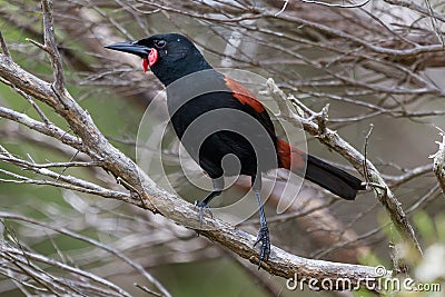 Saddleback Endemic Wattlebird of New Zealand Stock Photo