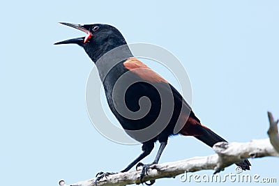 Saddleback Endemic Wattlebird of New Zealand Stock Photo