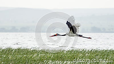 Saddlebill in mid flight Stock Photo