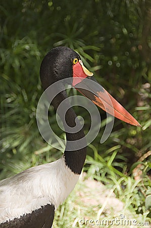 Saddlebill Stork Stock Photo