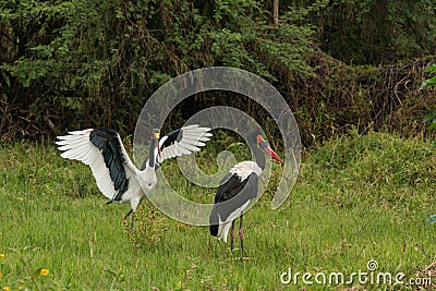 Saddlebills in Hawassa Stock Photo