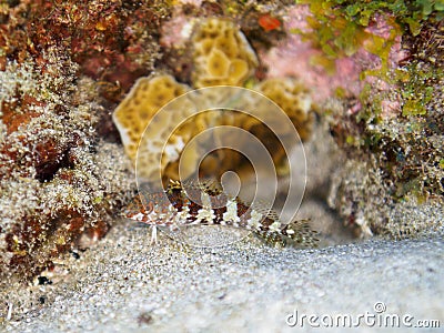 Saddled blenny, Malacoctenus triangulatus. CuraÃ§ao, Lesser Antilles, Caribbean Stock Photo