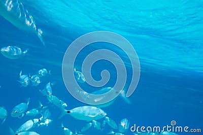 Saddled bream fish school underwater Stock Photo