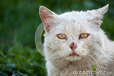 Sadness cat Stock Photo