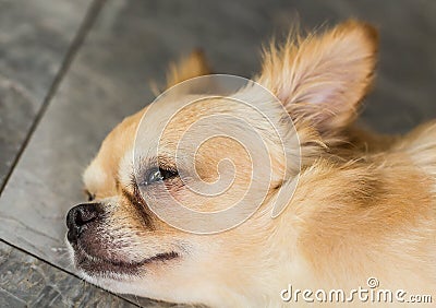 Sadness Dog with tears on the eye. Chihuahua was waiting for his owner. Stock Photo