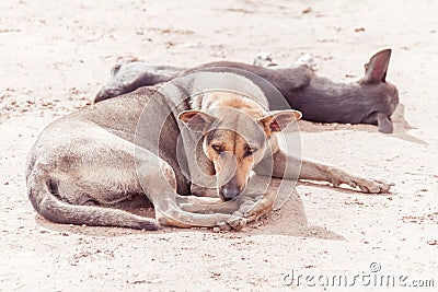 Sadness old poor and sick street dog - pedigreed Stock Photo