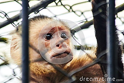 Painful gaze of a capuchin monkey in captivity Stock Photo