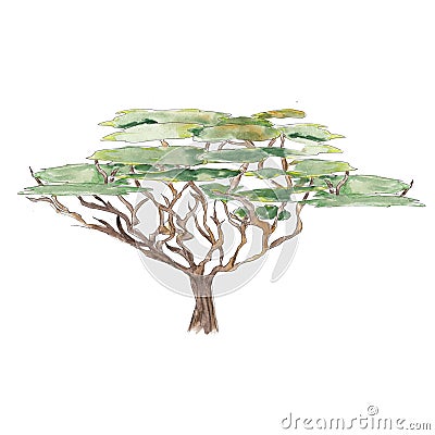 Safari African TREE watercolor icon isolated on white background Stock Photo