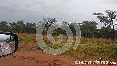 safari bushveld trees Stock Photo