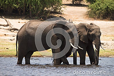 safari Chobe Stock Photo