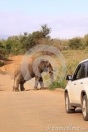 Safari drive elephant