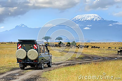 Safari game drive with the wildebeest Stock Photo